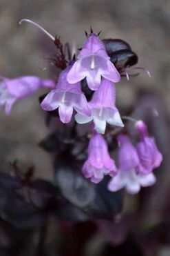 Midnight Masquerade Penstemon (Beardtongue) - 1 Gallon Pot -Wilson Bros Gardens Shop penstemon midnight masquerade 1
