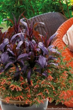 Midnight Masquerade Penstemon (Beardtongue) - 1 Gallon Pot -Wilson Bros Gardens Shop penstemon midnight masquerade 4