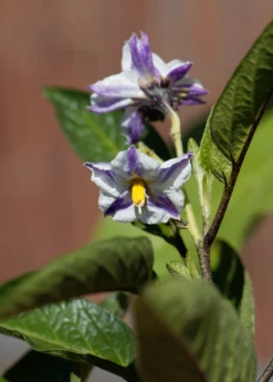 Pepino Dulce (Solanum Muricatum) -Wilson Bros Gardens Shop pepinoplantforsale 1
