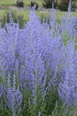 Blue Jean Baby Russian Sage (Perovskia) - 1 Gallon Pot -Wilson Bros Gardens Shop perovskia atriplicifolia blue jean baby russian sage 1