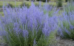 Blue Jean Baby Russian Sage (Perovskia) - 1 Gallon Pot -Wilson Bros Gardens Shop perovskia atriplicifolia blue jean baby russian sage 3