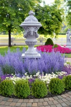 Blue Jean Baby Russian Sage (Perovskia) - 1 Gallon Pot -Wilson Bros Gardens Shop perovskia atriplicifolia denim n lace russian sage 14