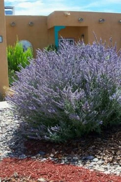 Russian Sage (Perovskia Atriplicifolia) - 1 Gallon Pot -Wilson Bros Gardens Shop perovskia atriplicifolia russian sage 1