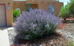 Russian Sage (Perovskia Atriplicifolia) - 1 Gallon Pot -Wilson Bros Gardens Shop perovskia atriplicifolia russian sage 2