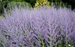 Russian Sage (Perovskia Atriplicifolia) - 1 Gallon Pot -Wilson Bros Gardens Shop perovskia atriplicifolia russian sage 3