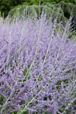 Russian Sage (Perovskia Atriplicifolia) - 1 Gallon Pot