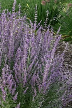 Sage Advice Russian Sage - 1 Gallon -Wilson Bros Gardens Shop perovskiaatriplicifolia sage advice russian sage 2