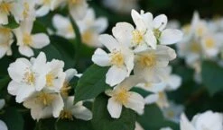 Sweet Mock Orange (Philadelphus Coronarius) - 3 Gallon Pot -Wilson Bros Gardens Shop philadelphus coronarius mock orange 3
