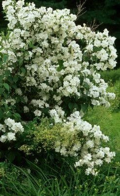 Sweet Mock Orange (Philadelphus Coronarius) - 3 Gallon Pot -Wilson Bros Gardens Shop philadelphus coronarius mock orange 4