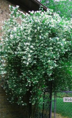 Sweet Mock Orange (Philadelphus Coronarius) - 3 Gallon Pot -Wilson Bros Gardens Shop philadelphus coronarius mock orange 6