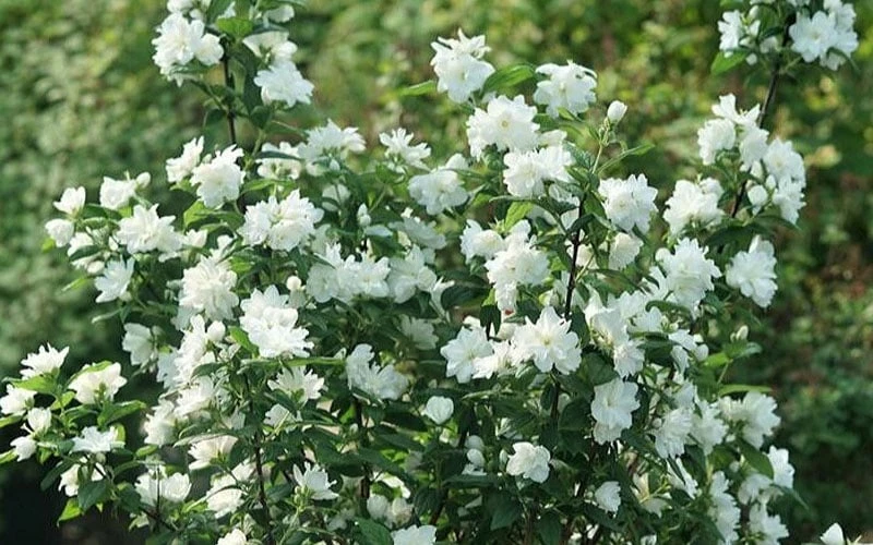 Illuminati Arch Mock Orange (Philadelphus Coronarius) - 3 Gallon Pot 5 Illuminati Arch Mock Orange (Philadelphus Coronarius) - 3 Gallon Pot - Image 5