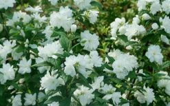 Illuminati Arch Mock Orange (Philadelphus Coronarius) - 3 Gallon Pot 8 Illuminati Arch Mock Orange (Philadelphus Coronarius) - 3 Gallon Pot -Wilson Bros Gardens Shop philadelphus illuminati arch mock orange 5
