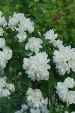Illuminati Arch Mock Orange (Philadelphus Coronarius) - 3 Gallon Pot