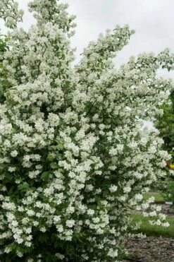 Blizzard Mock Orange (Philadelphus) - 5 Gallon Pot -Wilson Bros Gardens Shop philadelphus lewisii blizzard mock orange 2 1