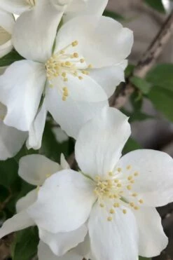 Blizzard Mock Orange (Philadelphus) - 1 Gallon Pot -Wilson Bros Gardens Shop philadelphus lewisii blizzard mock orange 5