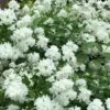 Minnesota Snowflake Mock Orange (Philadelphus) - 1 Gallon Pot
