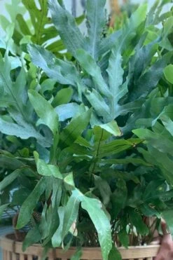 Blue Star Fern - 1 Gallon Pot 8 Blue Star Fern - 1 Gallon Pot -Wilson Bros Gardens Shop phlebodium aureum blue star fern 1