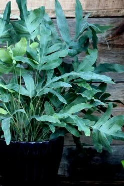 Blue Star Fern - 1 Gallon Pot