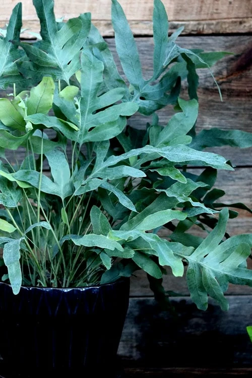 Blue Star Fern - 1 Gallon Pot 1 Blue Star Fern - 1 Gallon Pot