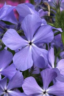 Blue Moon Woodland Phlox - 1 Gallon Pot -Wilson Bros Gardens Shop phlox divaricata blue moon woodland phlox 3