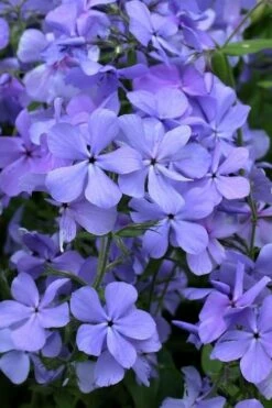 Blue Moon Woodland Phlox - 1 Gallon Pot -Wilson Bros Gardens Shop phlox divaricata blue moon woodland phlox 4