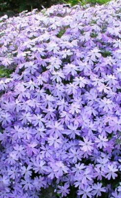 Blue Creeping Phlox - 6 Pack Of 1 Gallon Pots -Wilson Bros Gardens Shop phlox subulata blue creeping 1 2