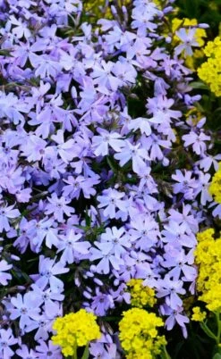 Blue Creeping Phlox - 6 Pack Of 1 Gallon Pots -Wilson Bros Gardens Shop phlox subulata blue creeping 2 2