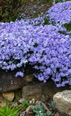 Blue Creeping Phlox - 1 Gallon Pot