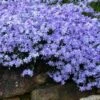 Blue Creeping Phlox - 6 Pack Of 1 Gallon Pots