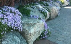Blue Creeping Phlox - 18 Pack Of Pint Pots -Wilson Bros Gardens Shop phlox subulata blue creeping 4