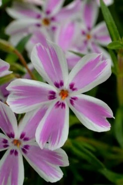 Candy Stripe Creeping Phlox - 5 Pack Of Pint Pots -Wilson Bros Gardens Shop phlox subulata candy stripe creeping 21 2