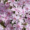 Candy Stripe Creeping Phlox - 5 Pack Of Quart Pots