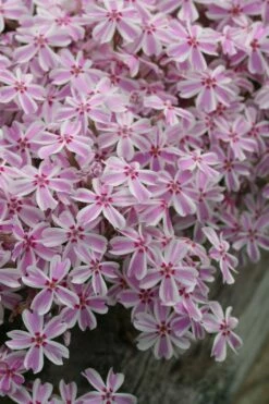 Candy Stripe Creeping Phlox - 1 Gallon Pot