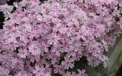 Candy Stripe Creeping Phlox - 5 Pack Of Pint Pots -Wilson Bros Gardens Shop phlox subulata candy stripe creeping 29 2