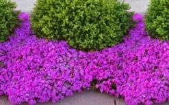 Drummond's Pink Creeping Phlox - 6 Pack Of 1 Gallon Pots 8 Drummond's Pink Creeping Phlox - 6 Pack Of 1 Gallon Pots -Wilson Bros Gardens Shop phlox subulata drummonds pink creeping 1
