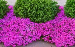 Drummond's Pink Creeping Phlox - 1 Gallon Pot 8 Drummond's Pink Creeping Phlox - 1 Gallon Pot -Wilson Bros Gardens Shop phlox subulata drummonds pink creeping 2