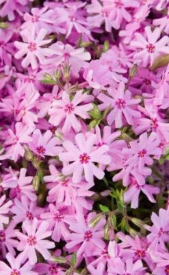 Pink Creeping Phlox - 6 Pack Of Pint Pots -Wilson Bros Gardens Shop phlox subulata pink creeping 1 3
