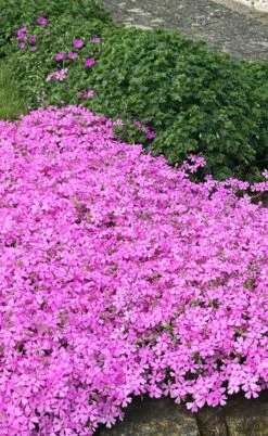 Pink Creeping Phlox - 6 Pack Of Pint Pots -Wilson Bros Gardens Shop phlox subulata pink creeping 2 3