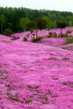 Pink Creeping Phlox - 6 Pack Of Pint Pots -Wilson Bros Gardens Shop phlox subulata pink creeping phlox 100