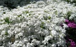 White Creeping Phlox - 1 Gallon Pot -Wilson Bros Gardens Shop phlox subulata white 2