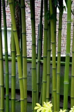 Incense Bamboo (Phyllostachys Atrovaginata) - 3 Gallon Pot -Wilson Bros Gardens Shop phyllostachys atrovaginata incense bamboo 2