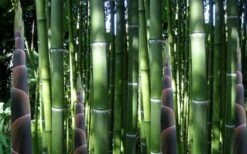 Incense Bamboo (Phyllostachys Atrovaginata) - 3 Gallon Pot -Wilson Bros Gardens Shop phyllostachys atrovaginata incense bamboo 3