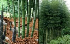 Incense Bamboo (Phyllostachys Atrovaginata) - 3 Gallon Pot -Wilson Bros Gardens Shop phyllostachys atrovaginata incense bamboo 7