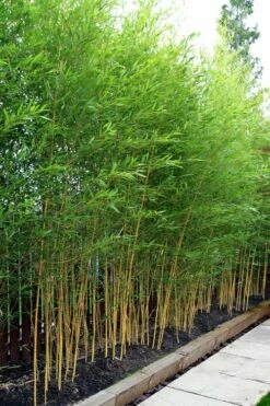 Koi Golden Bamboo (Phyllostachys Aurea 'Koi') - 3 Gallon Pot (4-6'+) -Wilson Bros Gardens Shop phyllostachys aurea koi golden bamboo 100