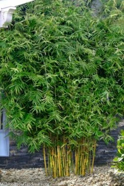 Koi Golden Bamboo (Phyllostachys Aurea 'Koi') - 3 Gallon Pot (2-4') -Wilson Bros Gardens Shop phyllostachys aurea koi golden bamboo 101 1