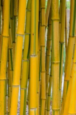 Green Groove Golden Bamboo - Phyllostachys Aureosulcata 'Spectabilis' - 3 Gallon Pot (2-4') -Wilson Bros Gardens Shop phyllostachys aureosulcata spectabilis green groove bamboo 101