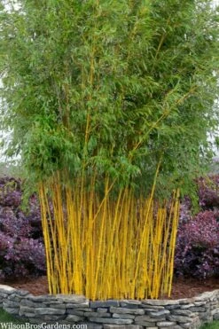 Green Groove Golden Bamboo - Phyllostachys Aureosulcata 'Spectabilis' - 3 Gallon Pot (4-6')