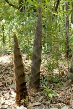 Moso Giant Bamboo (Phyllostachys Edulis 'Moso') - 3 Gallon Pot (2-4') 18 Moso Giant Bamboo (Phyllostachys Edulis 'Moso') - 3 Gallon Pot (2-4') -Wilson Bros Gardens Shop phyllostachys edulis moso giant timber bamboo 100 1