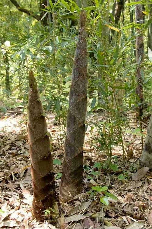 Moso Giant Bamboo (Phyllostachys Edulis 'Moso') - 3 Gallon Pot (2-4') 7 Moso Giant Bamboo (Phyllostachys Edulis 'Moso') - 3 Gallon Pot (2-4') - Image 7