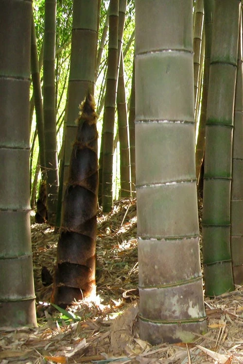 Moso Giant Bamboo (Phyllostachys Edulis 'Moso') - 3 Gallon Pot (2-4') 12 Moso Giant Bamboo (Phyllostachys Edulis 'Moso') - 3 Gallon Pot (2-4') - Image 12